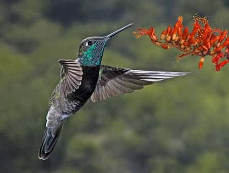 Ce colibri de Rivoli pratique le vol stationnaire pour se nourrir du nectar des fleurs. © <a target="_blank" href="https://www.naturespicsonline.com/">naturespicsonline.com</a>, CC by-sa 3.0