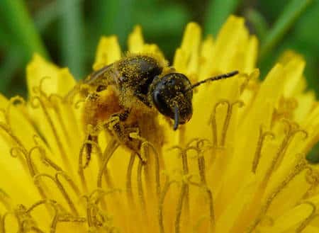 On distingue nettement sur cette image les grains de pollen qui se sont collés sur cette abeille (<em>Halictus sp</em>.) de la famille des <em>Halictidae</em> et les corbeilles lourdement chargées des pattes postérieures. © Patrick Straub