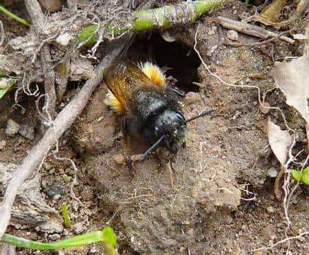 Les osmies (ici, <em>Osmia cornuta</em>), par exemple, sont des abeilles précoces qui émergent déjà en mars lorsque les conditions climatiques le permettent, avant même que les colonies d’abeilles domestiques ne soient reconstituées. Elles sont d’excellentes pollinisatrices des fruitiers précoces. Cette abeille a été photographiée dans une « carrière » d’où elle extrait les boulettes de glaise nécessaires à l’occultation des alvéoles. © Patrick Straub