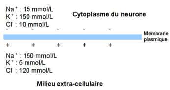 Concentrations ioniques au niveau de la membrane plasmique du neurone. Les gradients de concentration des ions sodium (Na+), potassium (K+) et chlorure (Cl-) conduisent à une polarisation de la membrane. Lorsque le neurone est activé, une onde de dépolarisation parcourt le neurone, grâce à des échanges ioniques au niveau de canaux membranaires. © MC Jacquier