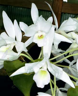 <em>Cattleya skinner</em><em>i v. semi-alba.</em> © <a href="http://www.orchidphotos.org/index.html" target="_blank">Éric Hunt</a>