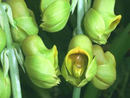 <em>Catasetum planiceps.</em> © Éric Hunt