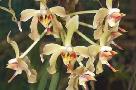 <em>Phalaenopsis denevei.</em> © <a href="http://www.orchidphotos.org/index.html" target="_blank">Éric Hunt</a> 