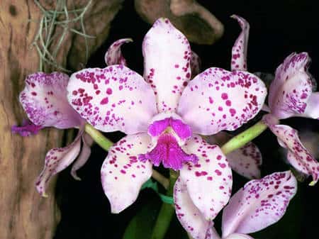 <em>Cattleya amethystoglossa</em> 'Flying High'. © <a href="http://www.orchidphotos.org/index.html" target="_blank">Éric Hunt</a>