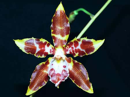 <em>Odontoglossum spectatissimum.</em> © Éric Hunt <a href="http://www.orchidphotos.org/index.html" target="_blank"><br /></a>