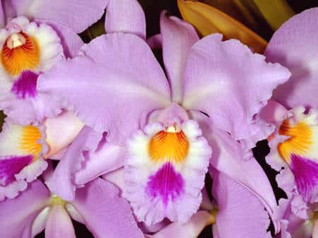 <em>Cattleya gaskelliana</em> est une orchidée qui pousse en Colombie et au Venezuela entre 700 et 1.000 mètres d’altitude. © <a href="http://www.orchidphotos.org/index.html" target="_blank">Éric Hunt</a>