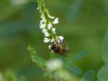 Une abeille sur un mélilot. © Sylvie Nomblot, DR