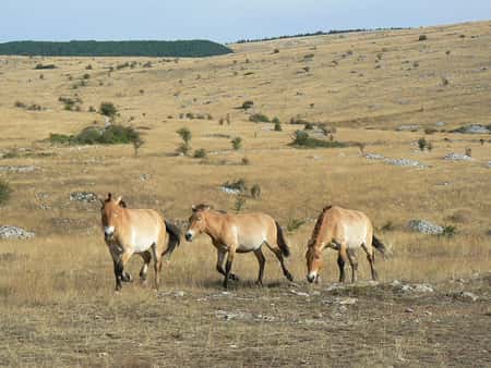 Un élevage existe sur le causse, où l’on peut admirer ces animaux. © Ancalagon GNU Free Documentation License, Version 1.2