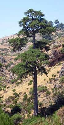 <em>Pinus nigra subsp. salzmannii var. laricio </em>(Loudon) (Hylander) 