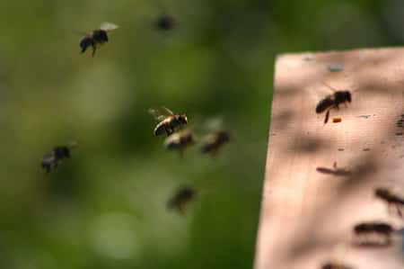 Abeilles rentrant à la ruche. © Sylvie Nomblot, DR