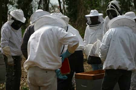 Pour débuter en apiculture, rien de tel qu'un rucher école. © Sylvie Nomblot, DR