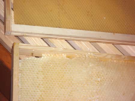 Deux cadres : l’un avec une cire gaufrée (en haut), l’autre construit par les abeilles (en bas). © Bernard Nomblot, DR
