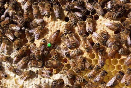 Reine marquée parmi les abeilles. © Christophe Pace, CC by-nc 2.0