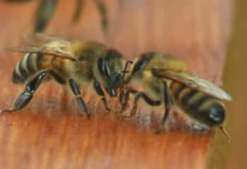 L'abeille gardienne vérifie que les entrantes appartiennent bien à la colonie. © Sylvie Nomblot, DR