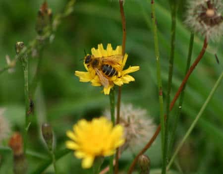 Une abeille butineuse. © Sylvie Nomblot, DR