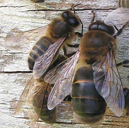 Une abeille (à gauche) et un faux bourdon (à droite). © Banque national de photo en SVT, DP