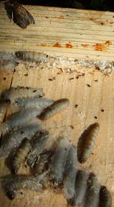 Photo de larves de teigne. © DR