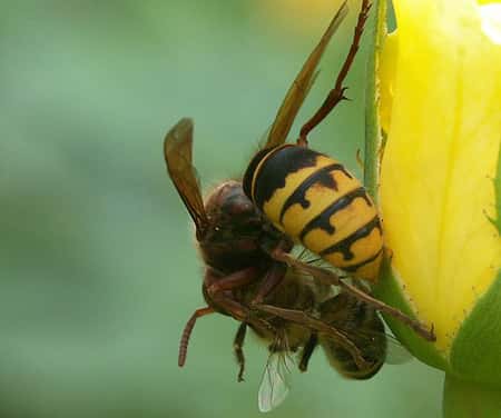 Frelon attaquant une abeille. © Böhringer Friedrich, CC by-sa 2.5