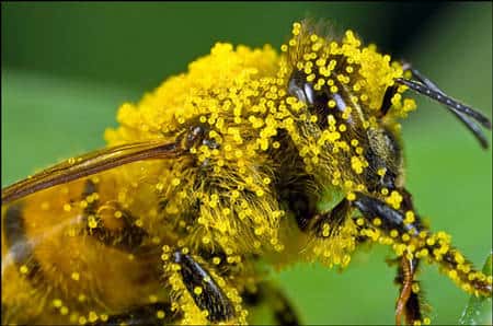 Abeille couverte de pollen. © Macro Nasa