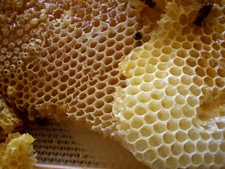 De la cire d'abeille. © Merdal, GNU