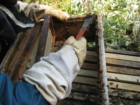  Raclage de propolis sur les flancs de la ruche. © Fishermansdaughter, CC by-nc 2.0
