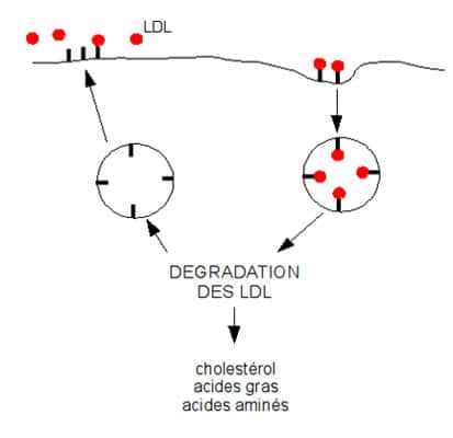 Schéma de la dégradation des LDL dans les cellules du foie. Les LDL sont reconnues par leurs récepteurs membranaires. Lorsque les LDL sont dégradées dans la cellule, les récepteurs membranaires peuvent être recyclés. Source : schéma personnel, MC Jacquier.     