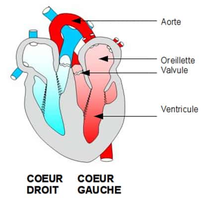 Schématisation du cœur : le rouge représente le sang riche en dioxygène et le bleu le sang appauvri en dioxygène. Source : schéma adapté depuis la banque de schémas de SVT de l'académie de Dijon.