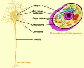Structure d'un neurone, comparée à celle d'une cellule animale type. © <a title="Le cerveau" target="_blank" href="http://lecerveau.mcgill.ca/">http://lecerveau.mcgill.ca/</a>