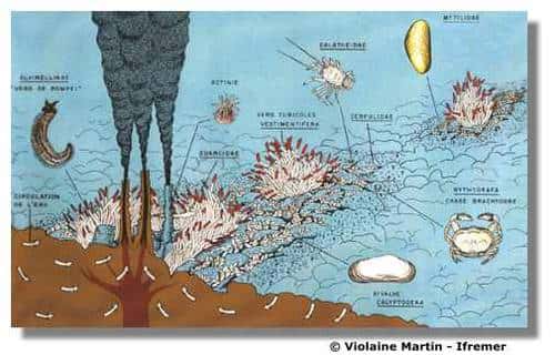Répartition des organismes autour des évents hydrothermaux. © Ifremer/Violaine Martin