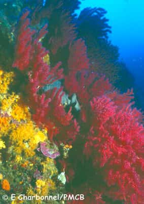 Le coralligène, habitat spectaculaire avec un tombant de gorgones rouges et des axinelles. © E. Charbonnel