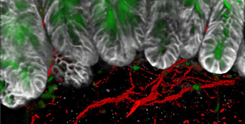 Les chercheurs ont identifié la conversation moléculaire qui a lieu entre les neurones de la douleur (en rouge) dans l'intestin et les cellules de gobelet intestinales (en vert) comme un mécanisme qui protège l'intestin des dommages. © Chiu Lab/HMS