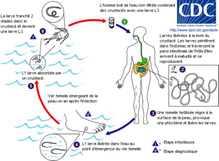 Le cycle de vie de la filaire de Médine ou <em>Dracunculus medinensis</em>. © CDC