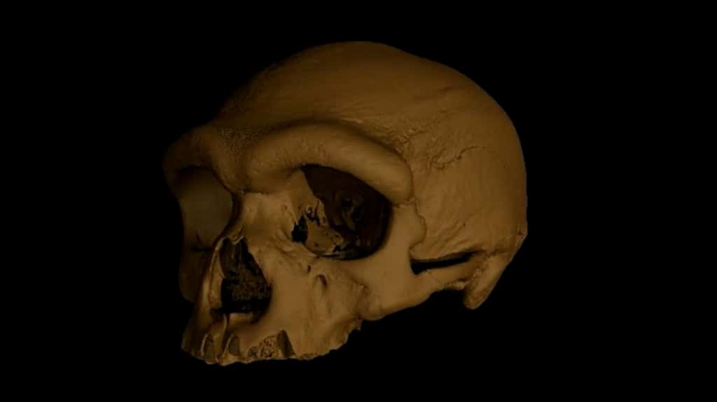 Reconstruction virtuelle du crâne de Harbin. © Xijun Ni
