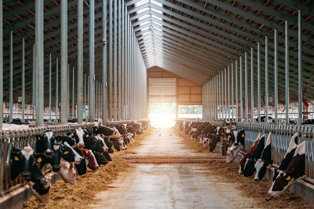 Les élevages modernes de vaches laitières se font pour une part essentielle en intérieur, avec une concentration relativement élevée d'animaux. Afin de prévenir les blessures qu'ils pourraient s'infliger, l'ébourgeonnage (ou écornage) est largement pratiqué, obligatoirement sous anesthésie. © Mulderphoto, Adobe Stock