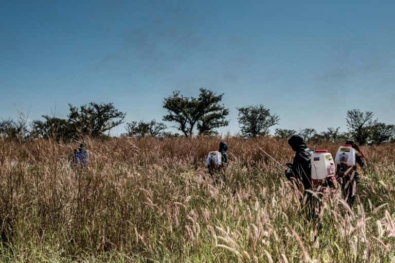 Neuf pays d'Afrique de l'Est sont déjà touchés par les invasions de criquets. © Sumy Sadurni, AFP  