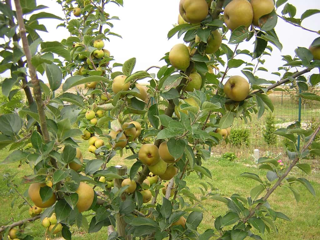Récoltes abondantes de pommes après un éclaircissage réussi. © S.Chaillot