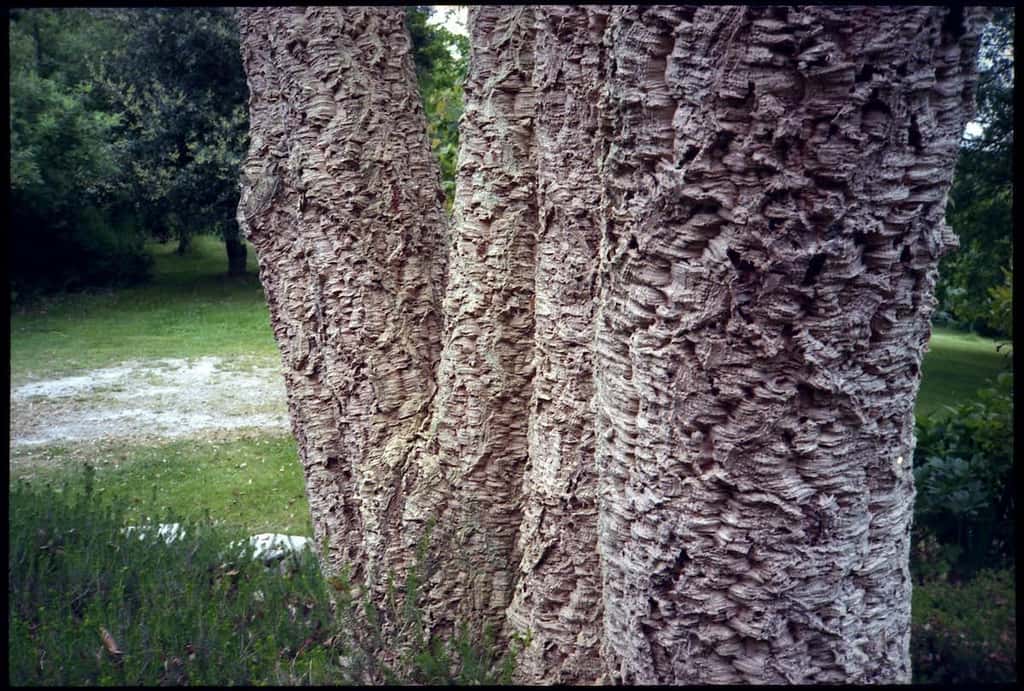 Gros plan sur l’écorce d’un chêne-liège. © Gauthier V., Flickr, CC BY-NC-ND