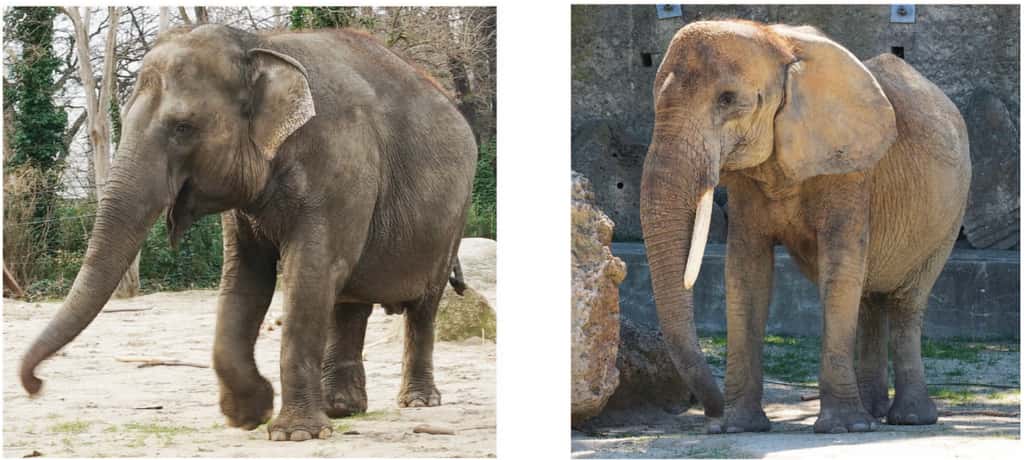 Les éléphants d'Afrique (à droite) ont de plus grandes oreilles et consacrent plus de neurones faciaux au contrôle moteur de l'oreille que les éléphants d'Asie (à gauche). © Lena V. Kaufmann, Humboldt-Universität zu Berlin, Zoologischer Garten Berlin, Allemagne (à gauche) ; Zoo de Schönbrunn, Vienne, Autriche (à droite).
