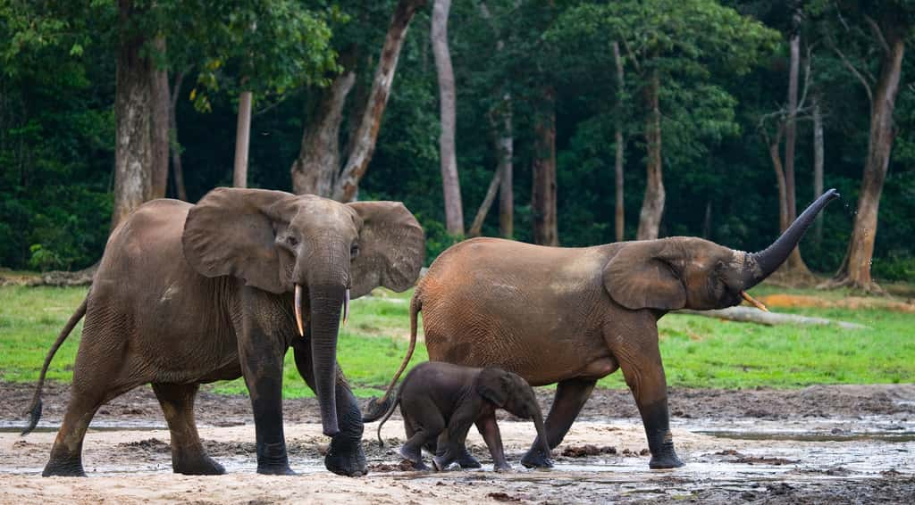 L'éléphant de forêt d'Afrique est menacé par la déforestation des forêts du bassin du Congo. © gudkovandrey, Adobe Stock