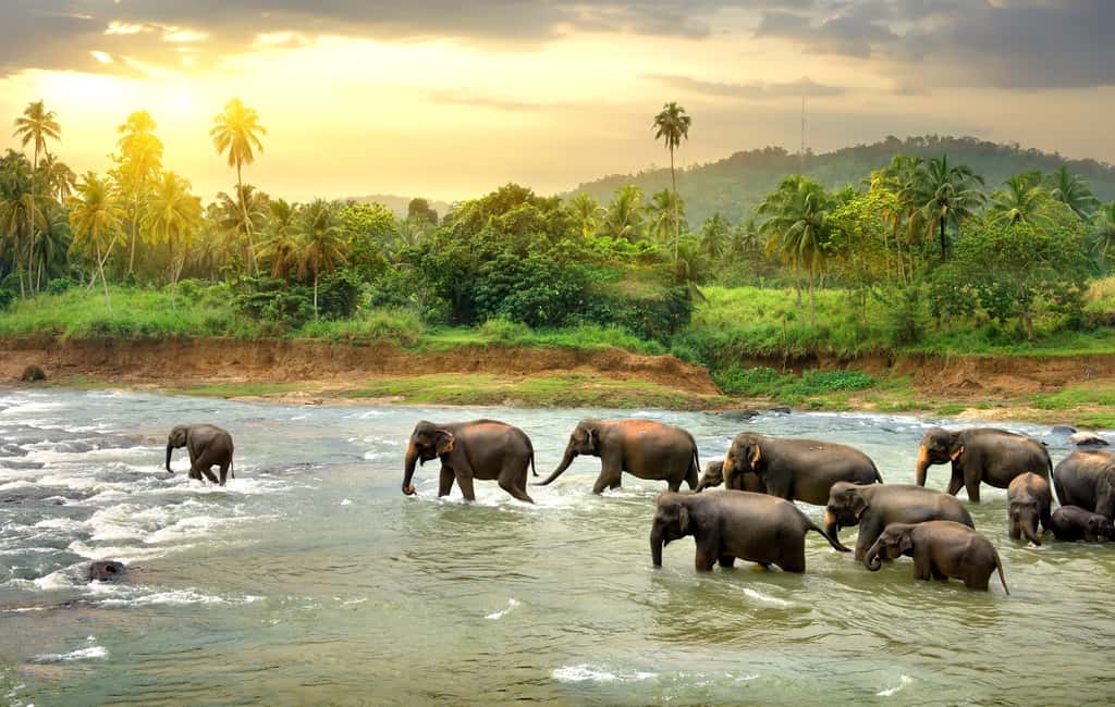 Des chercheurs montrent aujourd’hui comment l’éléphant d’Afrique prend soin de sa forêt, nous aidant ainsi à lutter contre le réchauffement climatique. © Givaga, Adobe Stock