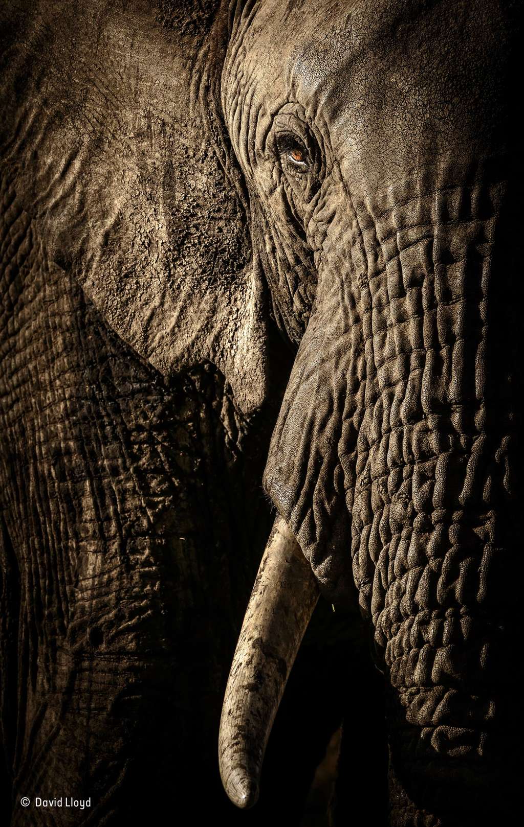 L’œil de la matriarche. © David Lloyd, <em>2017 Wildlife Photographer of the Year</em>
