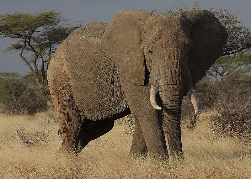 La contrebande d'ivoire, une menace pour la survie des éléphants. © Steve Garvie, Wikipedia, CC-by-sa-20