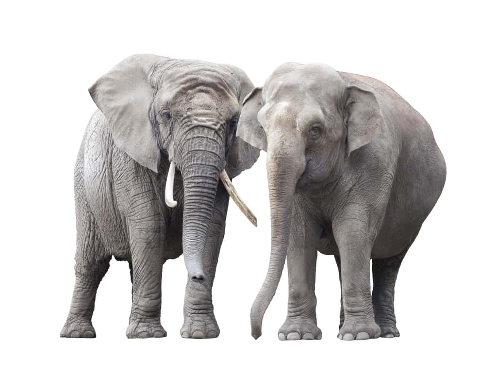 Un éléphant d'Afrique, à gauche, et un éléphant d'Asie, à droite. © Jakub Krechowicz, Adobe Stock.