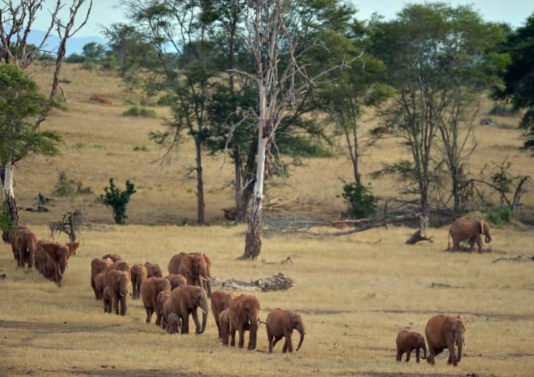 Des éléphants dans le parc national Tsavo, le 16 février 2017 au Kenya. © Tony Karumba - AFP/Archives