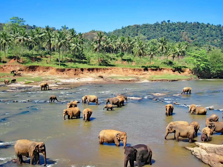 ChatGPT a su identifier la rivière où se baignent ces éléphants. © source inconnue