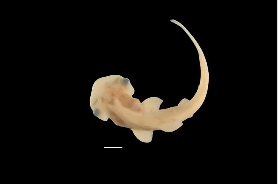 La tête caractéristique en forme de marteau commence tout juste à être visible sur cette image d'un embryon de requin bonnet. Échelle = 1 cm. © Steven Byrum et Gareth Fraser, Département de biologie, Université de Floride 