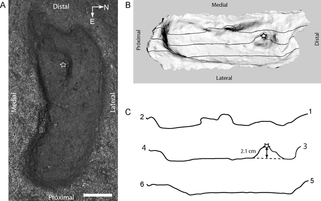 (A) Empreinte de pas fossilisée découverte sur le site de fouilles de Pilauco au Chili, attribuée à un adulte de l'espèce humaine <em>Hominipes modernus</em> et âgée de 15.600 ans. (B) Modélisation 3D de l'empreinte. (C) Profils de profondeur de l'empreinte. © Karen Moreno <em>et al</em>., <em>Plos One</em>, 2019