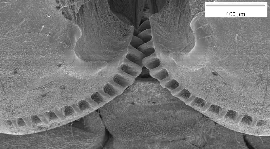 Cette photographie prise au microscope électronique à balayage (MEB) montre l'espace qui sépare les deux trochanters des pattes arrière de la cigale bossue (<em>Issus coleoptratus</em>). Le mécanisme d'engrenage y est clairement visible, reliant les pattes gauche et droite. © Malcolm Burrows