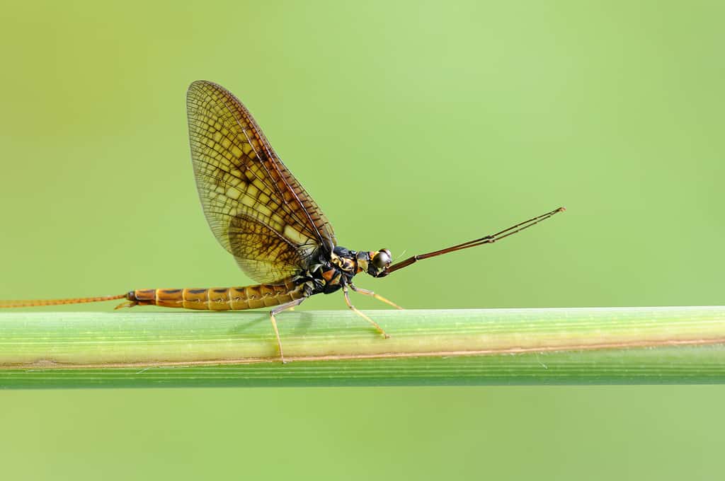 Les éphéméroptères ou éphémères, qui portent bien leur nom, sont sémelpares. Ces insectes ont un stade larvaire long et un stade adulte très court, qui leur laisse juste le temps de se reproduire. © jd.echenard, Flickr, cc by nd 2.0