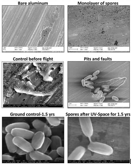 Les spores de la souche SAFR-032 de <em>Bacillus pumilus</em> de l'expérience Expose à l'extérieur de la Station spatiale internationale. En haut à gauche, on voit le support en aluminium (<em>bare aluminum</em>). En haut à droit, une monocouche de spores (<em>monolayer of spores</em>). Au milieu, une image de contrôle avant le vol (<em>control before flight</em>) et un cliché au niveau d’un défaut du support (<em>pits and faults</em>). En bas, des portraits rapprochés des spores avant l’expérience (<em>ground control</em>) et après 18 mois d’exposition aux UV dans l’espace (<em>spores after UV-Space</em>). © P. Vaishampayan <em>et al.</em>, <em>Astrobiology</em>